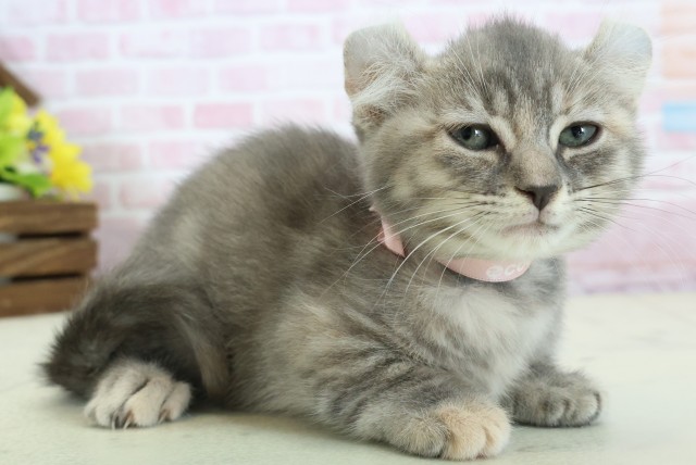 香川県のキンカロー (Coo&RIKU高松上福岡店/2025年11月14日生まれ/女の子/ブラウンタビー)の子猫の2枚目の画像