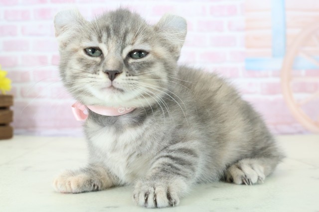 香川県のキンカロー (Coo&RIKU高松上福岡店/2025年11月14日生まれ/女の子/ブラウンタビー)の子猫の3枚目の画像