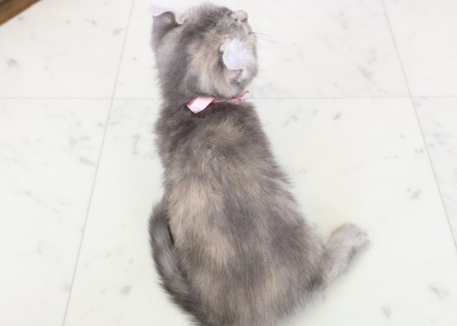 香川県のキンカロー (Coo&RIKU高松上福岡店/2025年11月14日生まれ/女の子/ブラウンタビー)の子猫の4枚目の画像