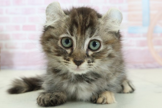 広島県のキンカロー (Coo&RIKU東広島店/2025年11月14日生まれ/女の子/ブラウンタビー)の子猫の1枚目の画像