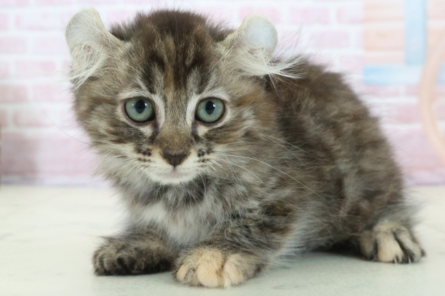 広島県のキンカロー (Coo&RIKU東広島店/2025年11月14日生まれ/女の子/ブラウンタビー)の子猫の3枚目の画像