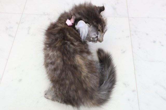 広島県のキンカロー (Coo&RIKU東広島店/2025年11月14日生まれ/女の子/ブラウンタビー)の子猫の4枚目の画像