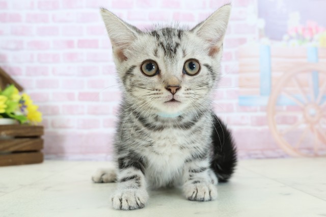 広島県のアメリカンショートヘアー (Coo&RIKUゆめタウン大竹店/2025年11月3日生まれ/男の子/シルバータビー)の子猫の1枚目の画像