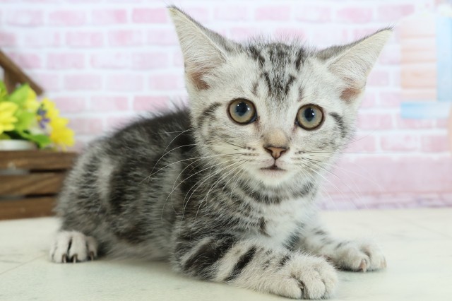 広島県のアメリカンショートヘアー (Coo&RIKUゆめタウン大竹店/2025年11月3日生まれ/男の子/シルバータビー)の子猫の2枚目の画像