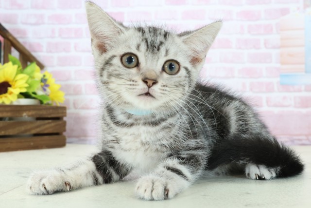 広島県のアメリカンショートヘアー (Coo&RIKUゆめタウン大竹店/2025年11月3日生まれ/男の子/シルバータビー)の子猫の3枚目の画像