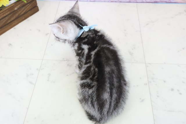 広島県のアメリカンショートヘアー (Coo&RIKUゆめタウン大竹店/2025年11月3日生まれ/男の子/シルバータビー)の子猫の4枚目の画像