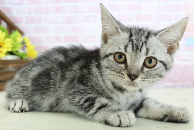 広島県のアメリカンショートヘアー (Coo&RIKU東広島店/2025年11月3日生まれ/女の子/シルバータビー)の子猫の2枚目の画像