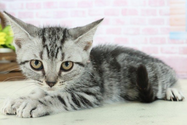 広島県のアメリカンショートヘアー (Coo&RIKU東広島店/2025年11月3日生まれ/女の子/シルバータビー)の子猫の3枚目の画像