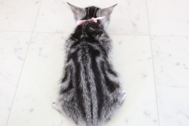 広島県のアメリカンショートヘアー (Coo&RIKU東広島店/2025年11月3日生まれ/女の子/シルバータビー)の子猫の4枚目の画像