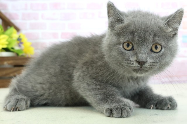沖縄県のブリティッシュショートヘアー (Coo&RIKUイーアス沖縄豊崎店/2025年11月27日生まれ/男の子/ブルー)の子猫の2枚目の画像