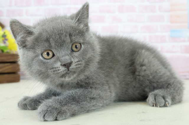 沖縄県のブリティッシュショートヘアー (Coo&RIKUイーアス沖縄豊崎店/2025年11月27日生まれ/男の子/ブルー)の子猫の3枚目の画像