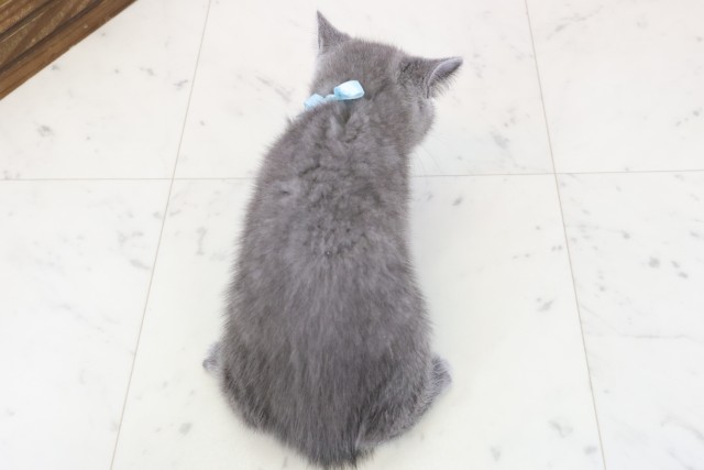 沖縄県のブリティッシュショートヘアー (Coo&RIKUイーアス沖縄豊崎店/2025年11月27日生まれ/男の子/ブルー)の子猫の4枚目の画像