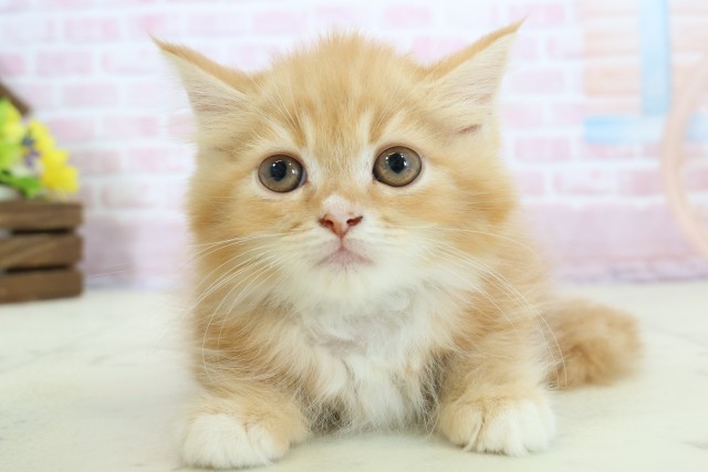 岡山県のラガマフィン (Coo&RIKU岡山店/2025年11月12日生まれ/男の子/レッドタビーホワイト)の子猫の1枚目の画像