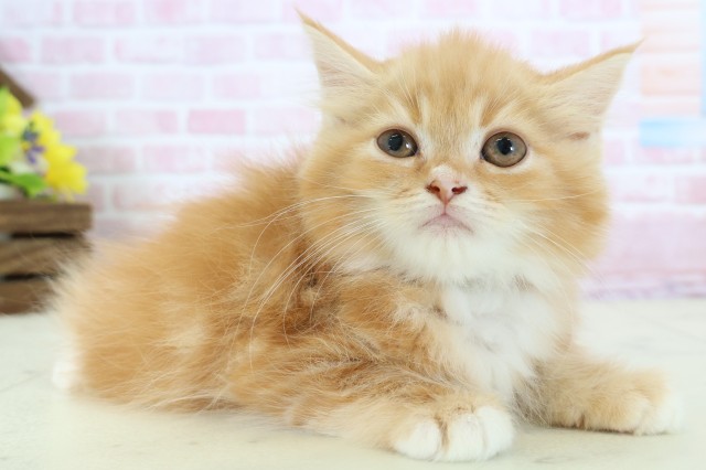 岡山県のラガマフィン (Coo&RIKU岡山店/2025年11月12日生まれ/男の子/レッドタビーホワイト)の子猫の2枚目の画像