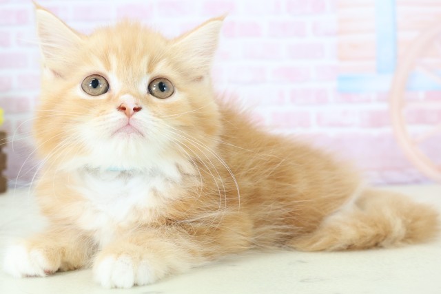 岡山県のラガマフィン (Coo&RIKU岡山店/2025年11月12日生まれ/男の子/レッドタビーホワイト)の子猫の3枚目の画像