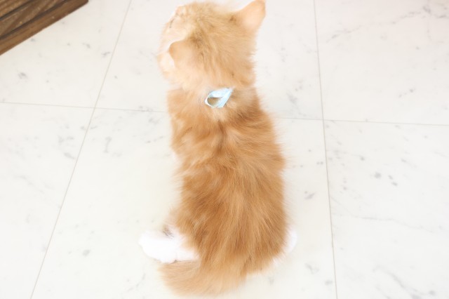 岡山県のラガマフィン (Coo&RIKU岡山店/2025年11月12日生まれ/男の子/レッドタビーホワイト)の子猫の4枚目の画像