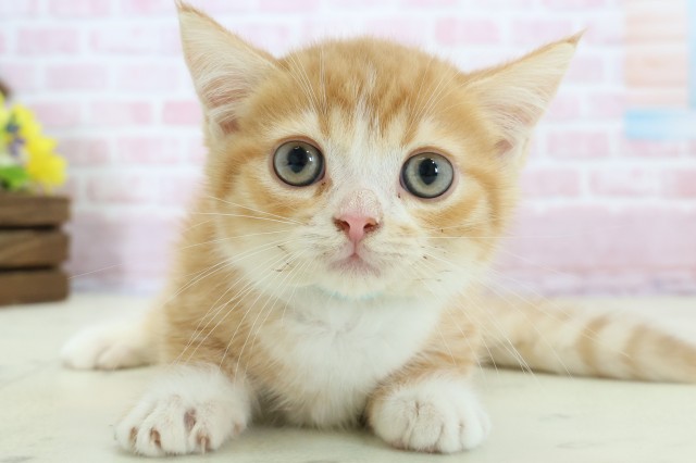 山口県のマンチカン (Coo&RIKUサンパークあじす店/2025年11月14日生まれ/男の子/レッドタビーホワイト)の子猫の1枚目の画像