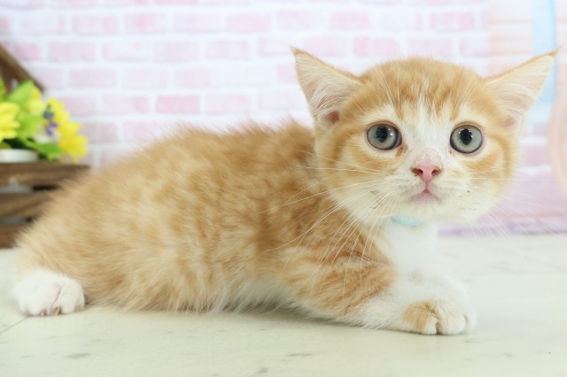 山口県のマンチカン (Coo&RIKUサンパークあじす店/2025年11月14日生まれ/男の子/レッドタビーホワイト)の子猫の2枚目の画像