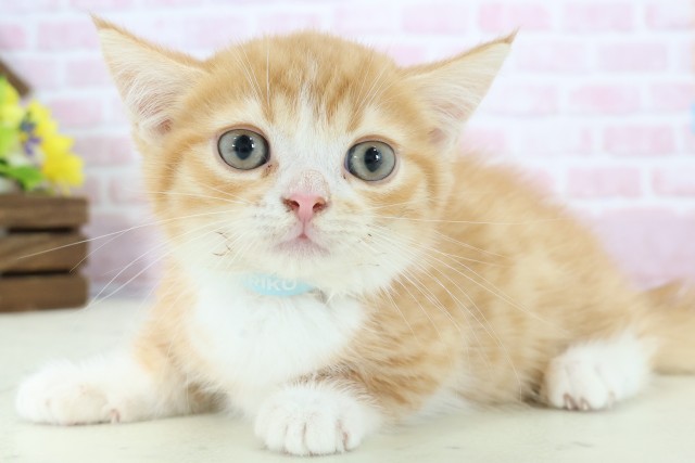 山口県のマンチカン (Coo&RIKUサンパークあじす店/2025年11月14日生まれ/男の子/レッドタビーホワイト)の子猫の3枚目の画像