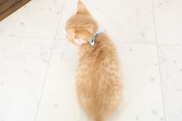 山口県のマンチカン (Coo&RIKUサンパークあじす店/2025年11月14日生まれ/男の子/レッドタビーホワイト)の子猫の4枚目の画像