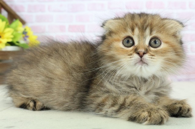 広島県のスコティッシュフォールド (Coo&RIKU東広島店/2025年11月28日生まれ/女の子/ブラウンタビー)の子猫の2枚目の画像