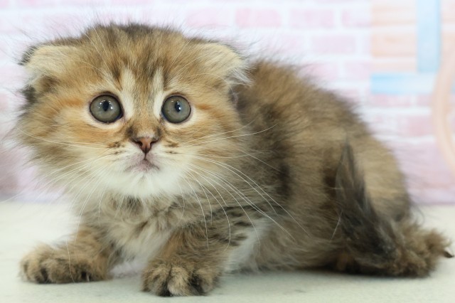 広島県のスコティッシュフォールド (Coo&RIKU東広島店/2025年11月28日生まれ/女の子/ブラウンタビー)の子猫の3枚目の画像