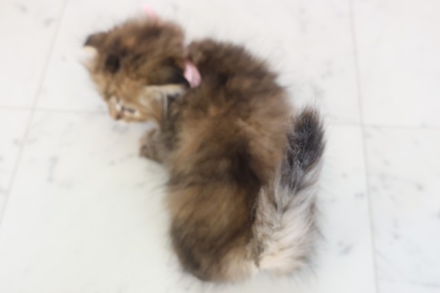 広島県のスコティッシュフォールド (Coo&RIKU東広島店/2025年11月28日生まれ/女の子/ブラウンタビー)の子猫の4枚目の画像