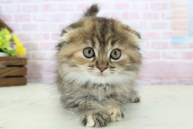 福岡県のスコティッシュフォールド (Coo&RIKU黒崎店/2025年11月28日生まれ/女の子/ブラウンタビー)の子猫の1枚目の画像