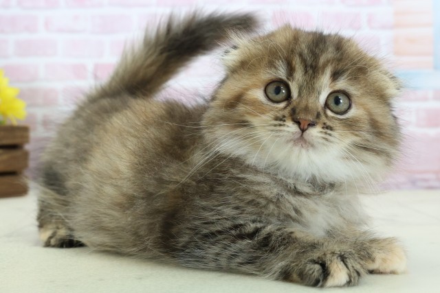 福岡県のスコティッシュフォールド (Coo&RIKU黒崎店/2025年11月28日生まれ/女の子/ブラウンタビー)の子猫の2枚目の画像