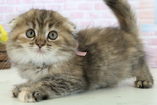 福岡県のスコティッシュフォールド (Coo&RIKU黒崎店/2025年11月28日生まれ/女の子/ブラウンタビー)の子猫の3枚目の画像