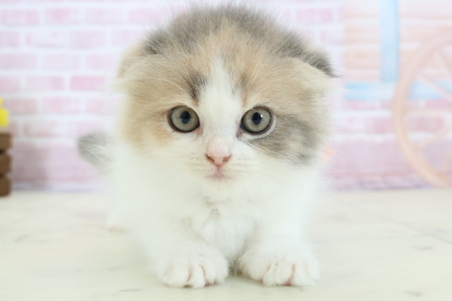 長崎県のスコティッシュフォールド (Coo&RIKU大村店/2025年11月28日生まれ/女の子/ダイリュートキャリコ)の子猫の1枚目の画像