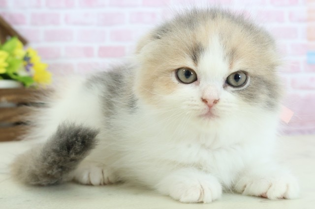 長崎県のスコティッシュフォールド (Coo&RIKU大村店/2025年11月28日生まれ/女の子/ダイリュートキャリコ)の子猫の2枚目の画像