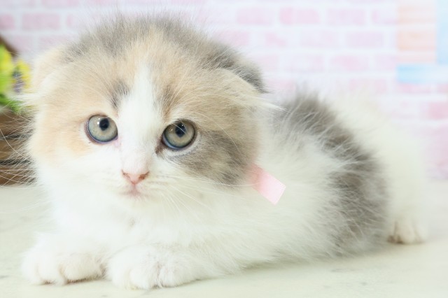 長崎県のスコティッシュフォールド (Coo&RIKU大村店/2025年11月28日生まれ/女の子/ダイリュートキャリコ)の子猫の3枚目の画像