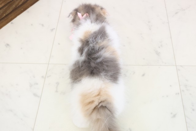 長崎県のスコティッシュフォールド (Coo&RIKU大村店/2025年11月28日生まれ/女の子/ダイリュートキャリコ)の子猫の4枚目の画像