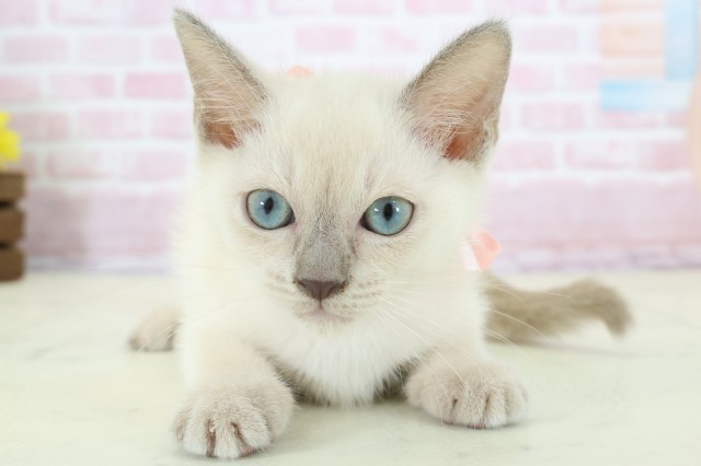 広島県のトンキニーズ (Coo&RIKU東広島店/2025年11月20日生まれ/女の子/ナチュラルポイント)の子猫の1枚目の画像