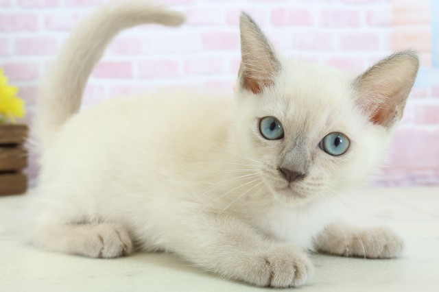 広島県のトンキニーズ (Coo&RIKU東広島店/2025年11月20日生まれ/女の子/ナチュラルポイント)の子猫の2枚目の画像