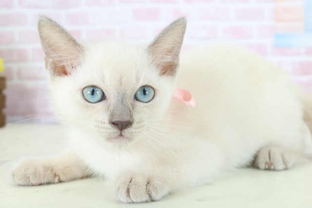 広島県のトンキニーズ (Coo&RIKU東広島店/2025年11月20日生まれ/女の子/ナチュラルポイント)の子猫の3枚目の画像