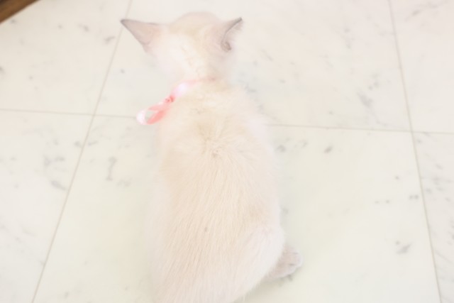 広島県のトンキニーズ (Coo&RIKU東広島店/2025年11月20日生まれ/女の子/ナチュラルポイント)の子猫の4枚目の画像