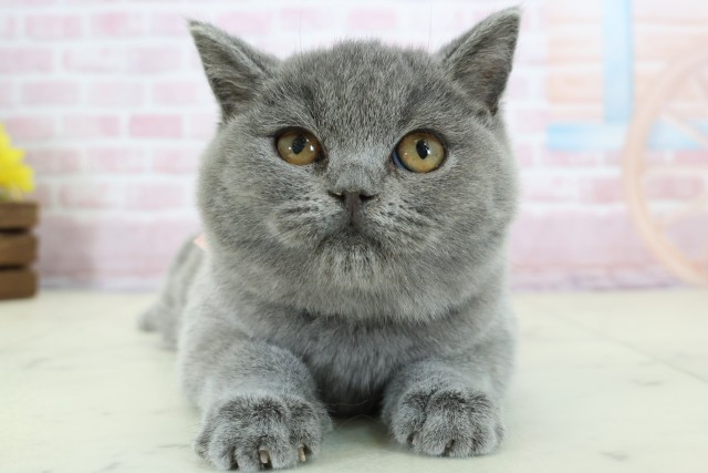 高知県のブリティッシュショートヘアー (Coo&RIKU高知御座店/2025年8月30日生まれ/女の子/ブルー)の子猫の1枚目の画像