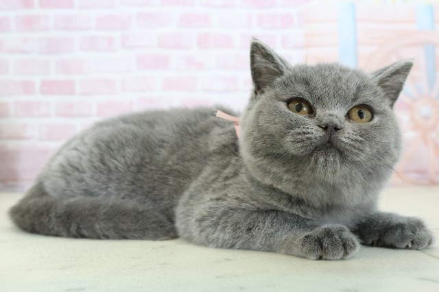 高知県のブリティッシュショートヘアー (Coo&RIKU高知御座店/2025年8月30日生まれ/女の子/ブルー)の子猫の2枚目の画像
