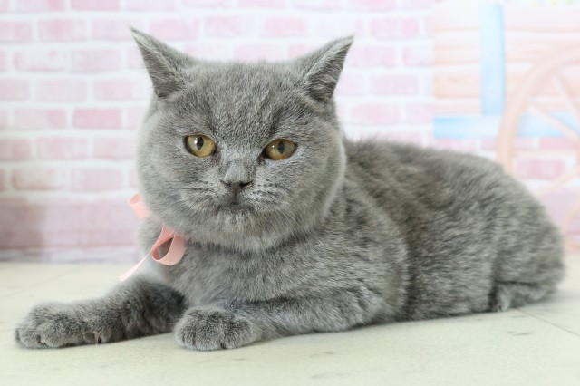 高知県のブリティッシュショートヘアー (Coo&RIKU高知御座店/2025年8月30日生まれ/女の子/ブルー)の子猫の3枚目の画像