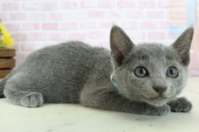 広島県のロシアンブルー (Coo&RIKU東広島店/2025年11月18日生まれ/男の子/ブルー)の子猫の2枚目の画像
