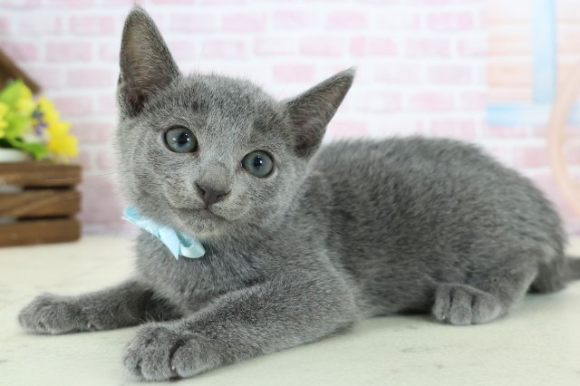 広島県のロシアンブルー (Coo&RIKU東広島店/2025年11月18日生まれ/男の子/ブルー)の子猫の3枚目の画像