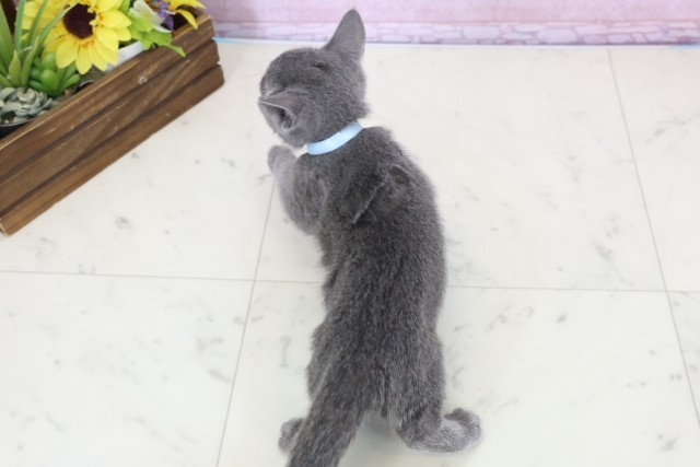 広島県のロシアンブルー (Coo&RIKU東広島店/2025年11月18日生まれ/男の子/ブルー)の子猫の4枚目の画像