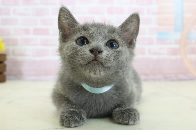 山口県のロシアンブルー (Coo&RIKUサンパークあじす店/2025年11月18日生まれ/男の子/ブルー)の子猫の1枚目の画像