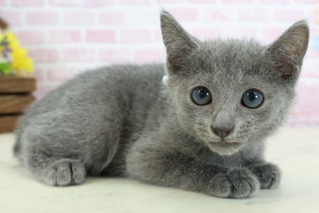 山口県のロシアンブルー (Coo&RIKUサンパークあじす店/2025年11月18日生まれ/男の子/ブルー)の子猫の2枚目の画像