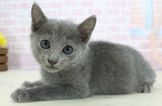 山口県のロシアンブルー (Coo&RIKUサンパークあじす店/2025年11月18日生まれ/男の子/ブルー)の子猫の3枚目の画像