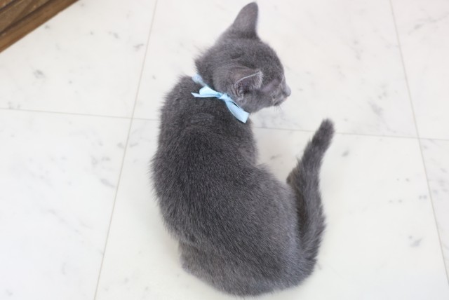 山口県のロシアンブルー (Coo&RIKUサンパークあじす店/2025年11月18日生まれ/男の子/ブルー)の子猫の4枚目の画像