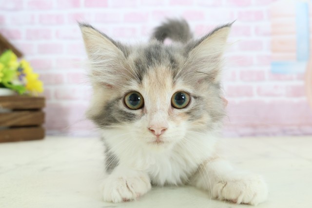 沖縄県のノルウェージャンフォレストキャット (Coo&RIKUイオン北谷店/2025年11月3日生まれ/女の子/ダイリュートキャリコ)の子猫の1枚目の画像