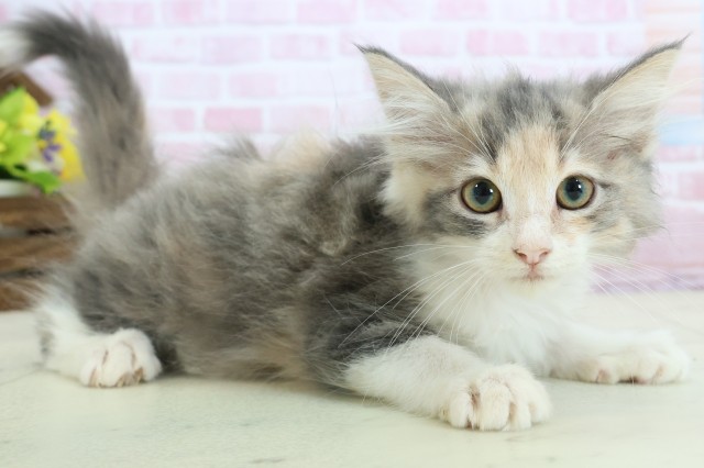 沖縄県のノルウェージャンフォレストキャット (Coo&RIKUイオン北谷店/2025年11月3日生まれ/女の子/ダイリュートキャリコ)の子猫の2枚目の画像